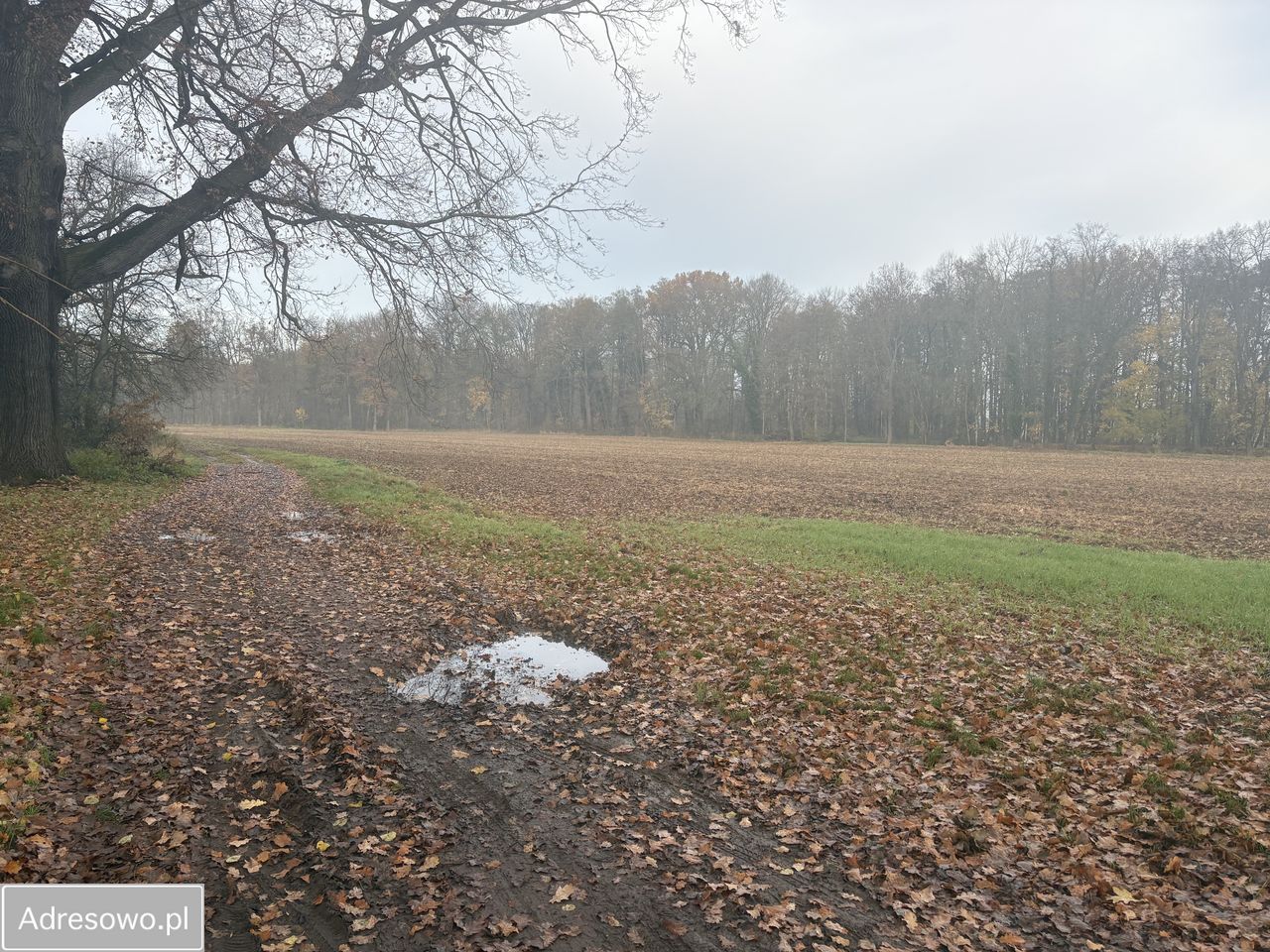 Działka budowlana Otmuchów, ul. Lipowa. Zdjęcie 5