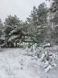 Działka rolna Niesułków-Kolonia. Zdjęcie 1