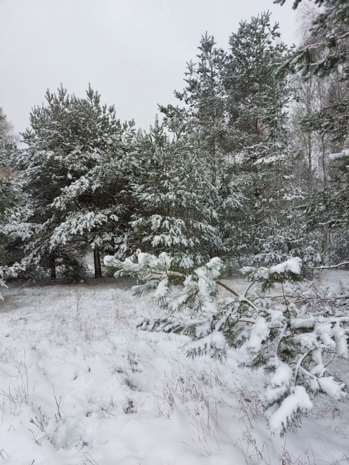 Działka rolna Niesułków-Kolonia. Zdjęcie 2