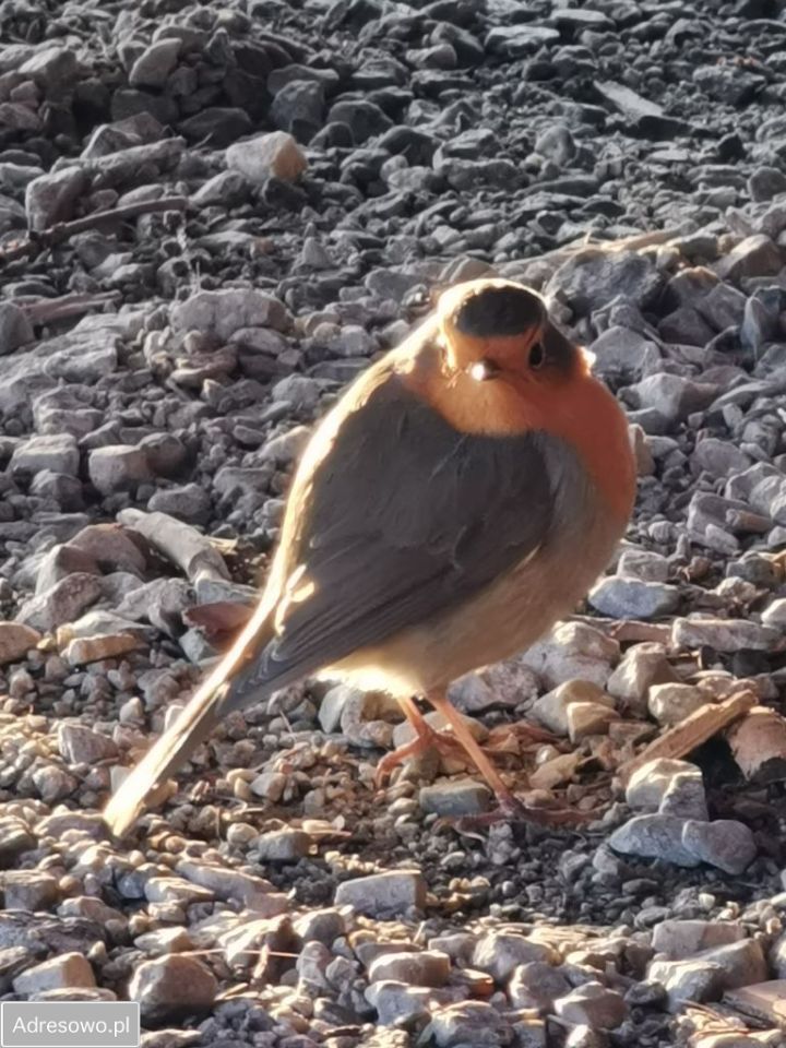 Działka budowlana Salinko, ul. Srebrna. Zdjęcie 7