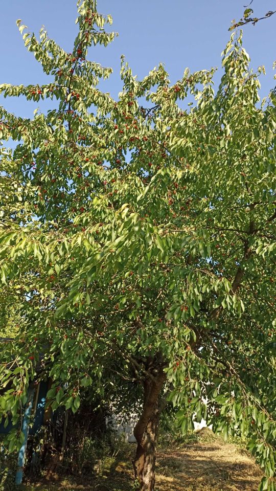 Działka rod Poznań Jeżyce, ul. Bukowska. Zdjęcie 3