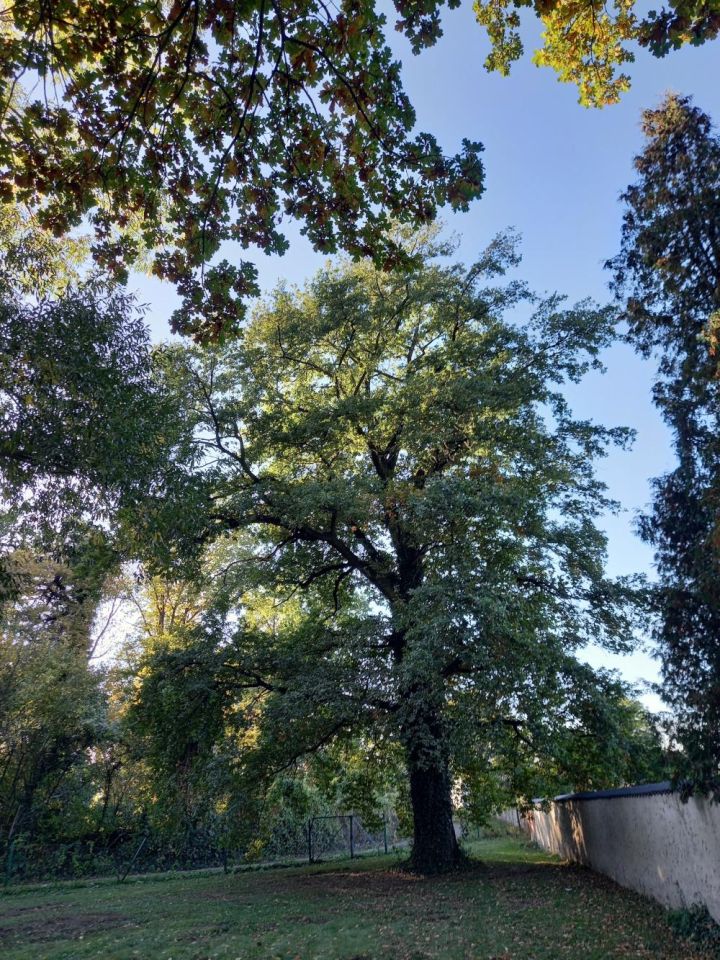 Działka inna Rogów Sobócki, ul. Wrocławska. Zdjęcie 4