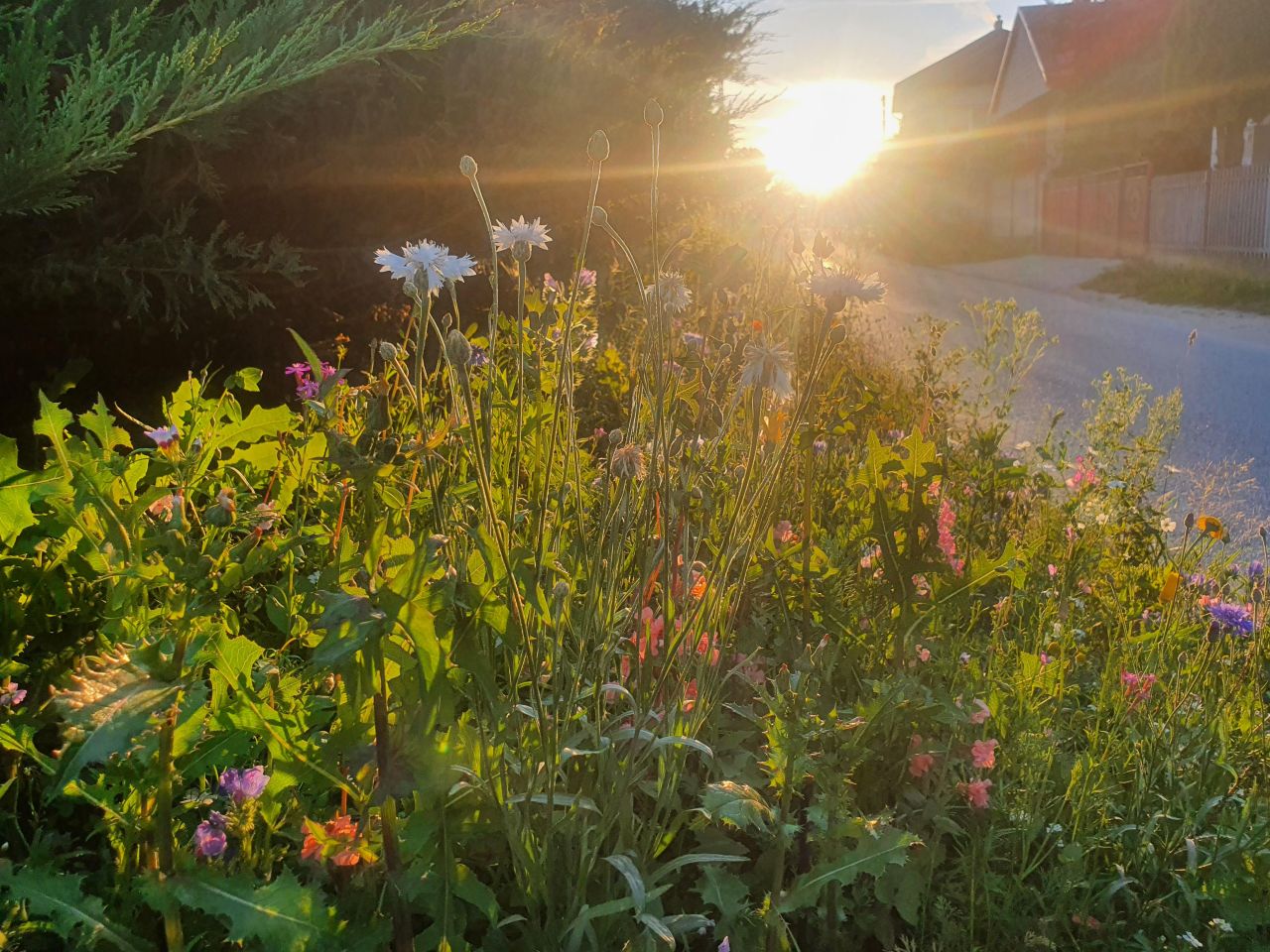 dom wolnostojący, 2 pokoje Wojsławice. Zdjęcie 13
