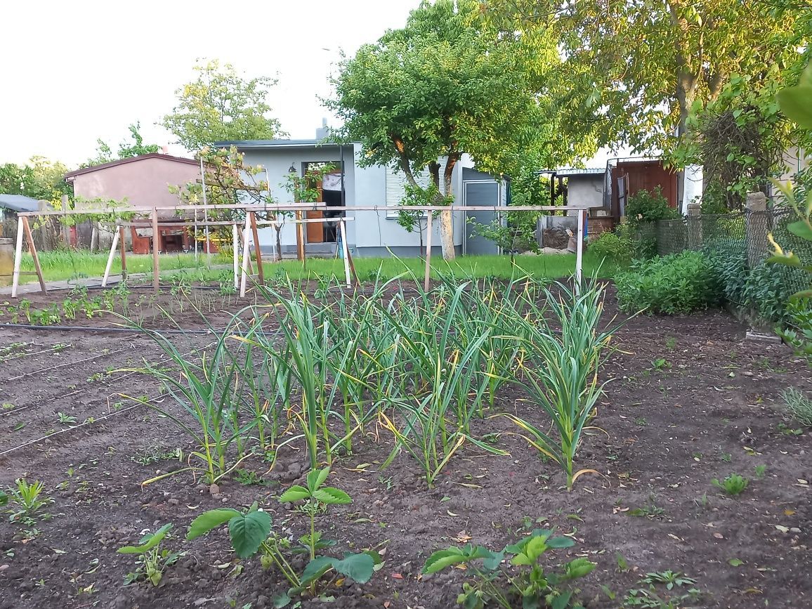 Działka rod Pleszew, ul. Wierzbowa. Zdjęcie 7