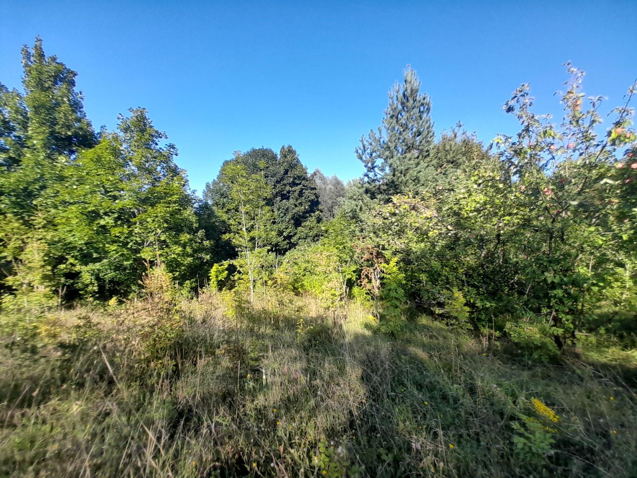 Działka rolno-budowlana Tuchlin. Zdjęcie 6