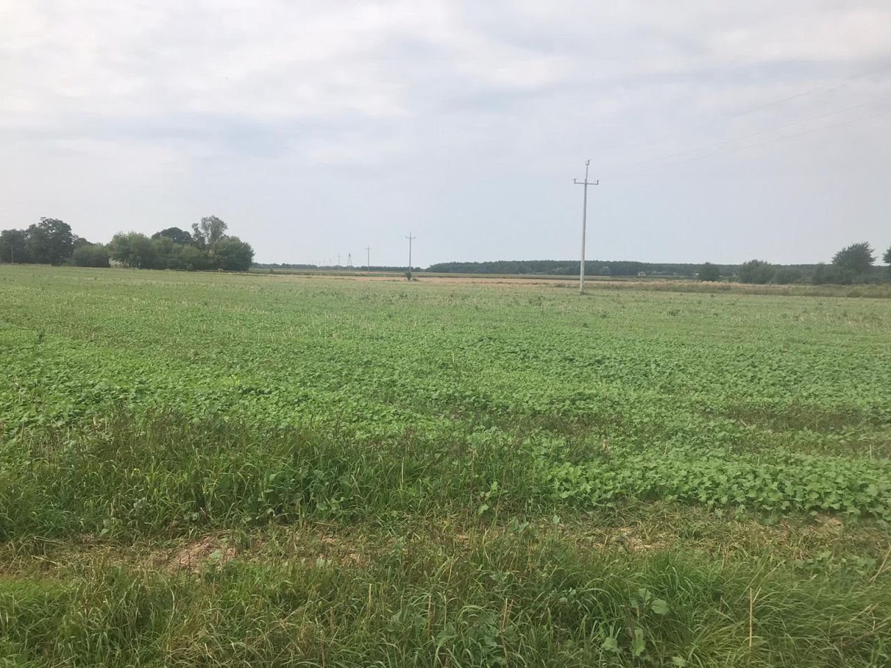 Działka rolna Prusy. Zdjęcie 4