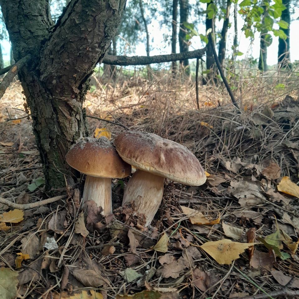 Działka rekreacyjna Rudniki. Zdjęcie 4
