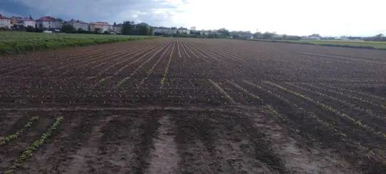 Działka budowlana Krasnystaw, ul. Kościuszki. Zdjęcie 1