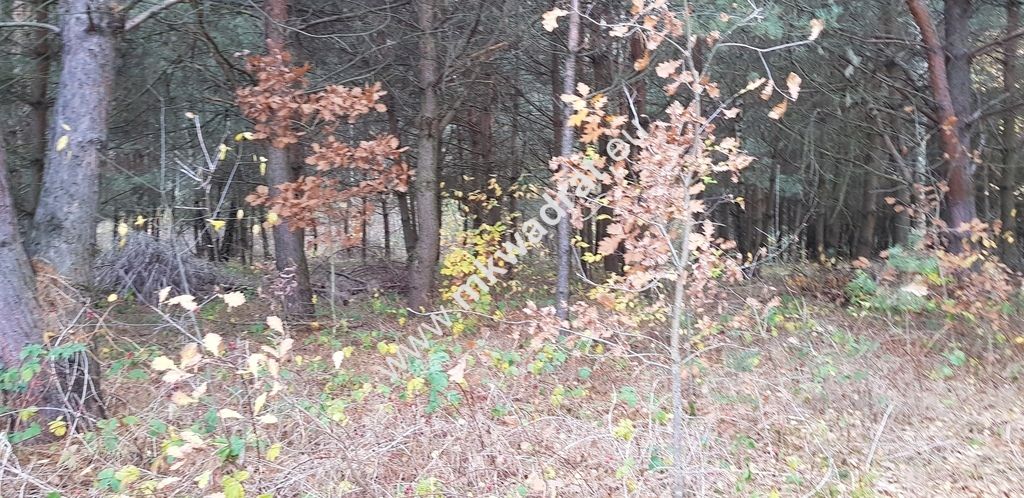 Działka siedliskowa Zimna Woda. Zdjęcie 6