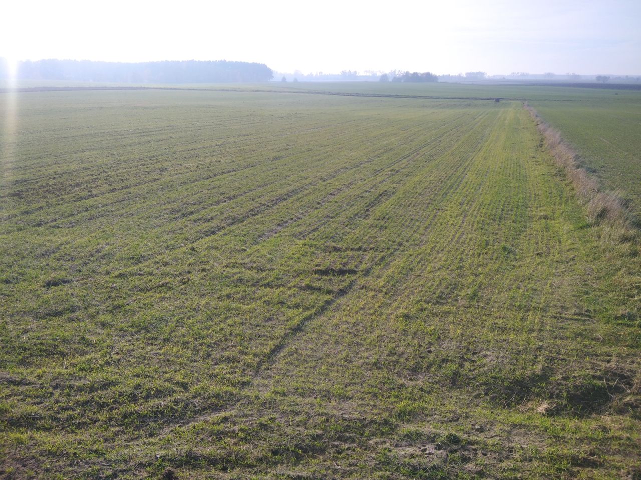 Działka siedliskowa Bramka. Zdjęcie 4