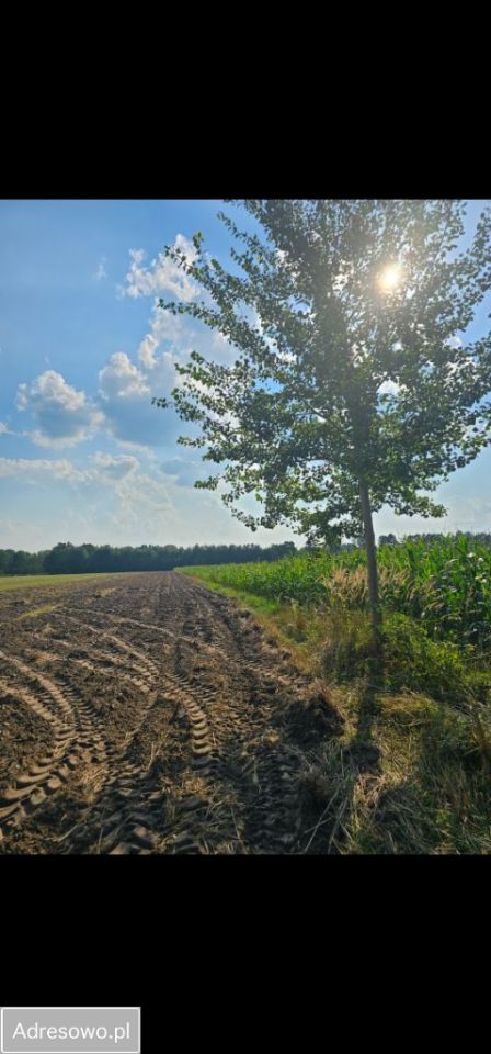 Działka siedliskowa Zębowo. Zdjęcie 2