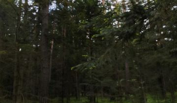 Działka leśna Nowy Lipowiec