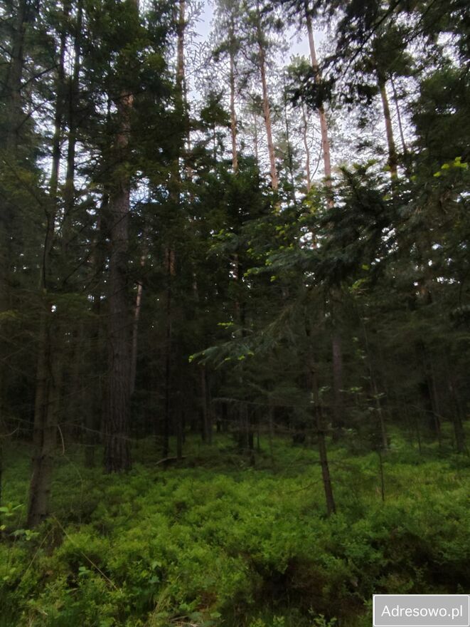 Działka leśna Nowy Lipowiec. Zdjęcie 2