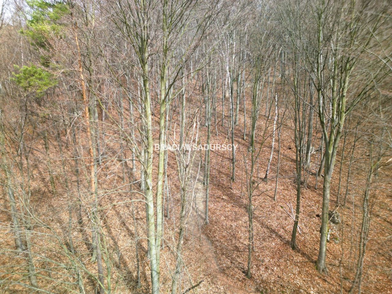 Działka leśna Jerzmanowice, ul. Zachodnia. Zdjęcie 7