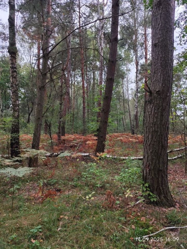Działka leśna Miłosław. Zdjęcie 6