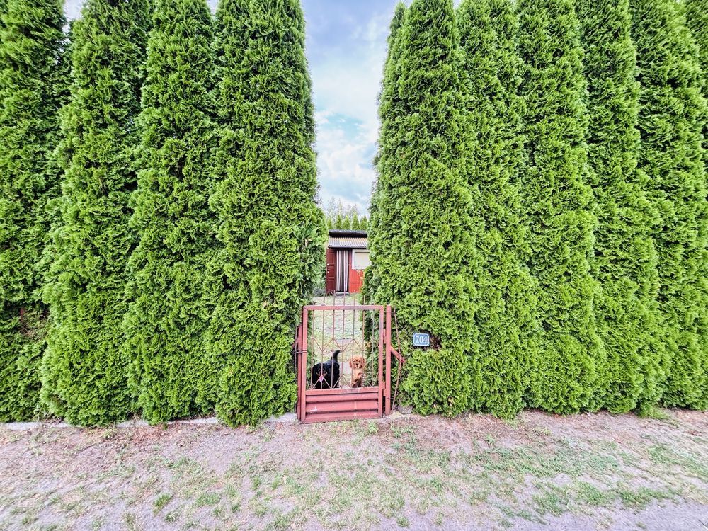 Działka rod Kajetany. Zdjęcie 2