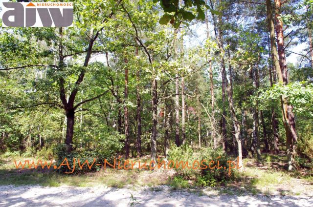 Działka budowlana Izabelin B. Zdjęcie 2