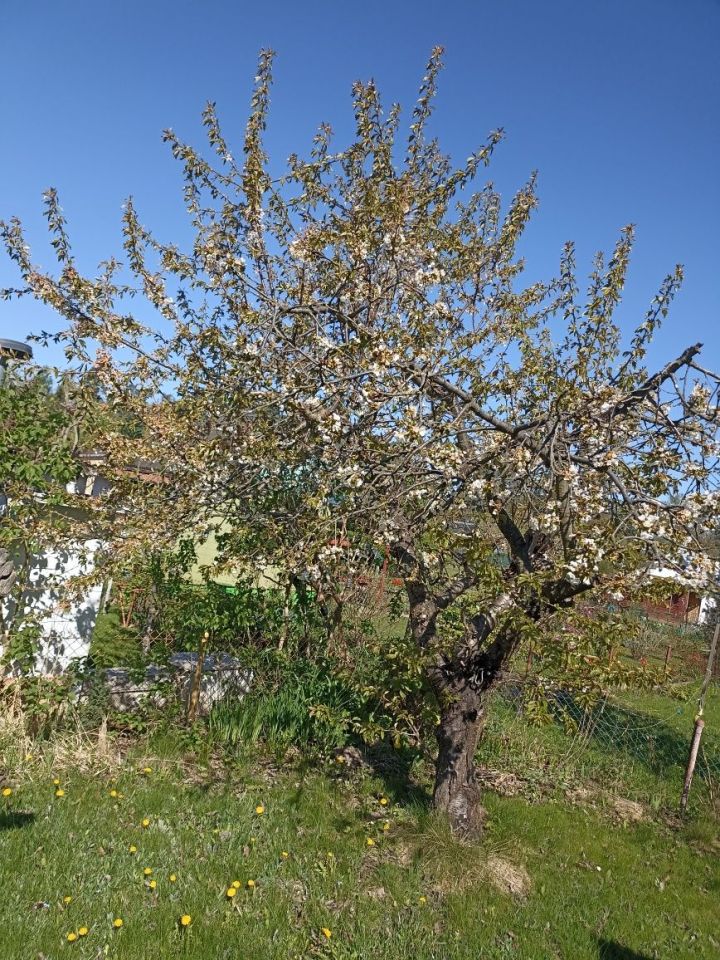 Działka rod Lubin. Zdjęcie 6