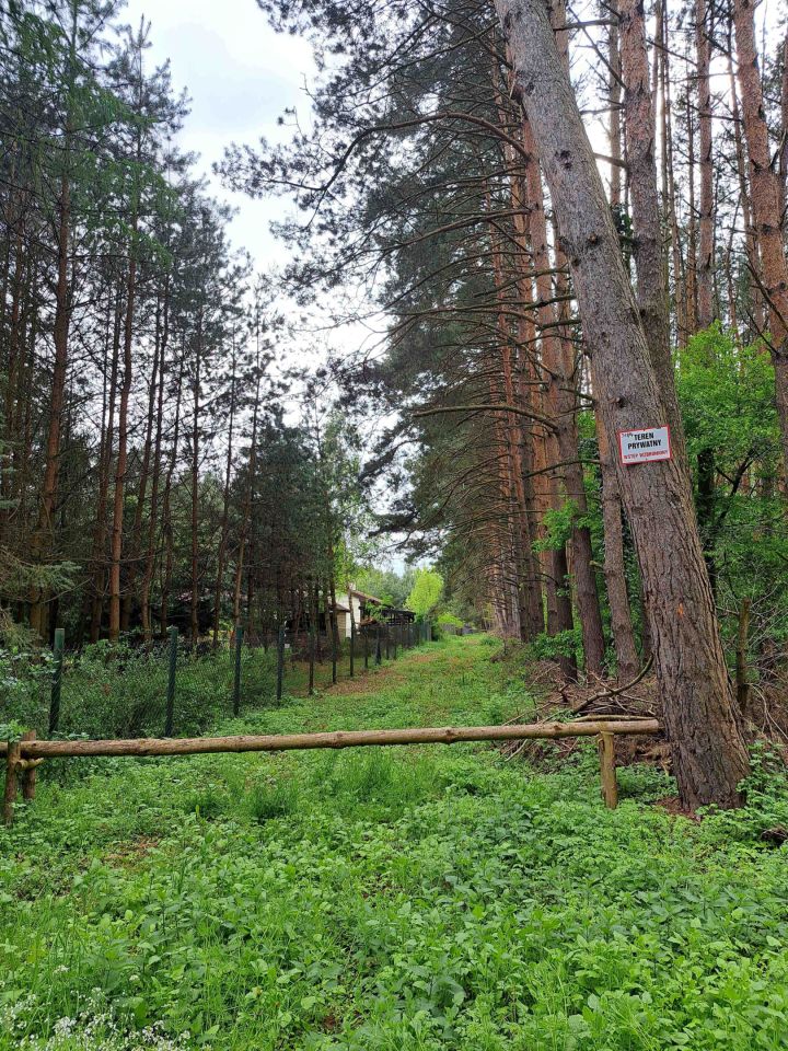 Działka leśna Dziektarzew. Zdjęcie 2