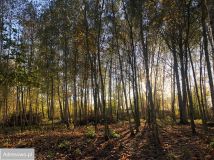 Działka budowlana Kępa Kiełpińska. Zdjęcie 2