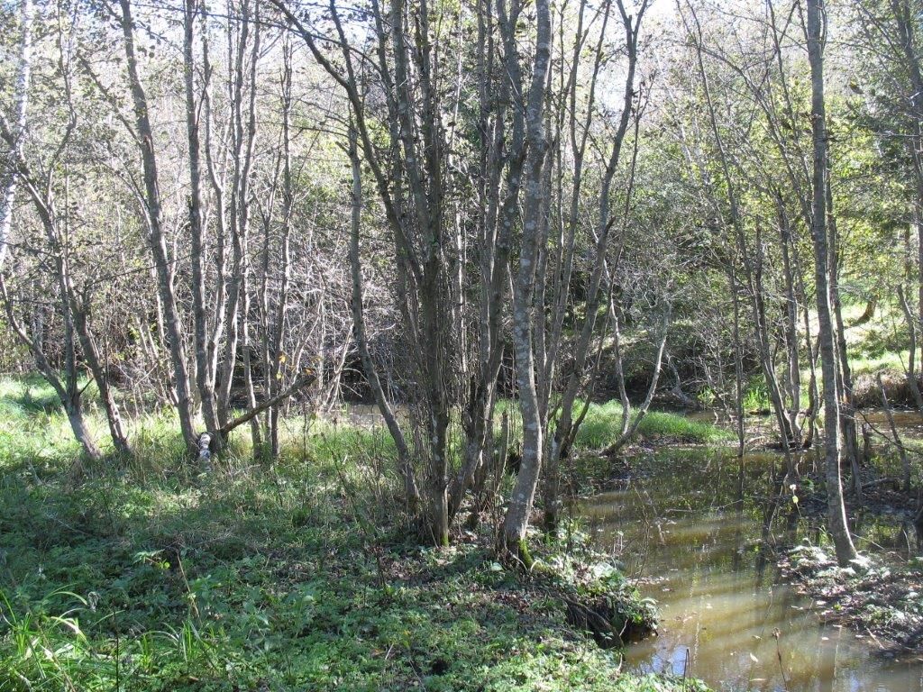 Działka leśna Strzebowiska. Zdjęcie 5