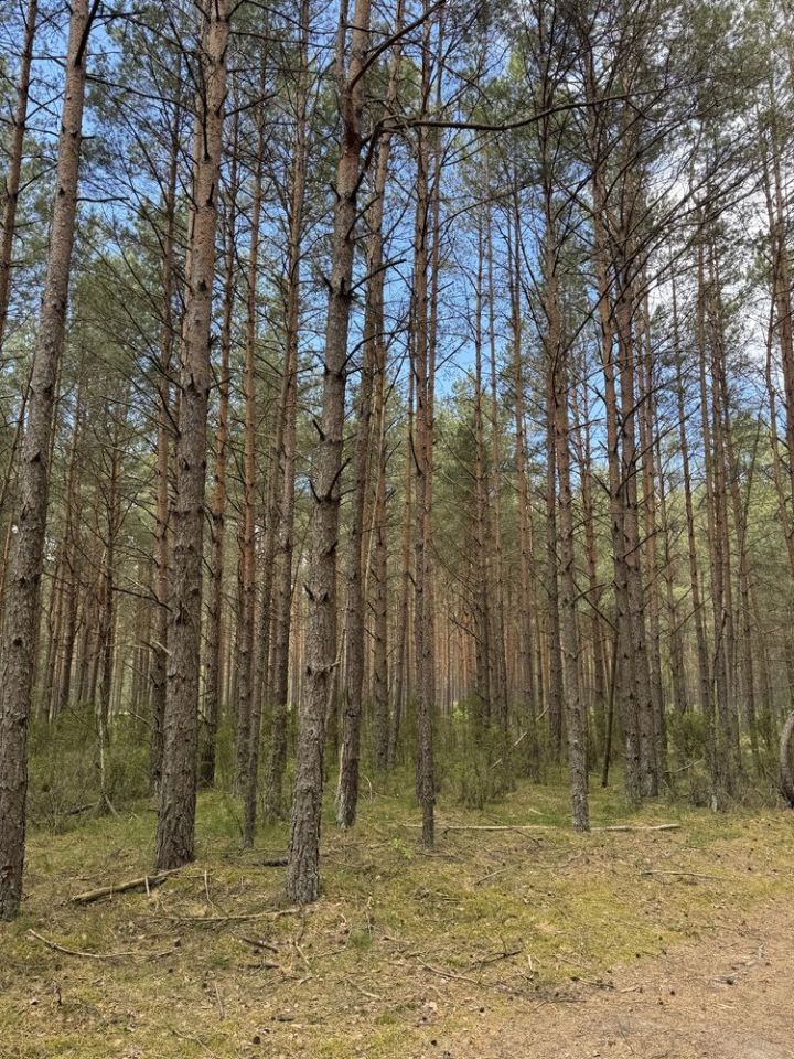 Działka leśna Konarzyny. Zdjęcie 7