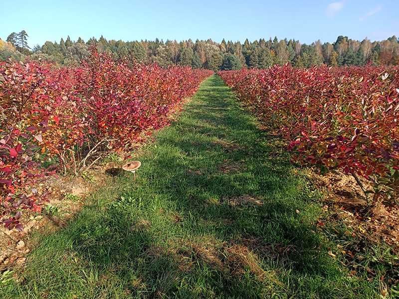Działka rolno-budowlana Bukowo, ul. Wiejska. Zdjęcie 2
