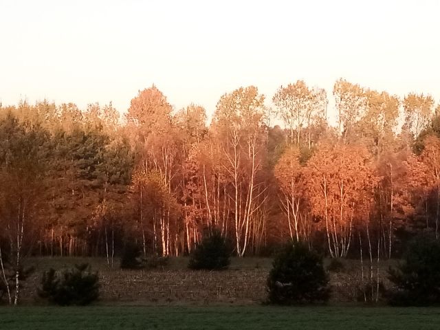 Działka budowlana Żarnów, ul. Leśna. Zdjęcie 1