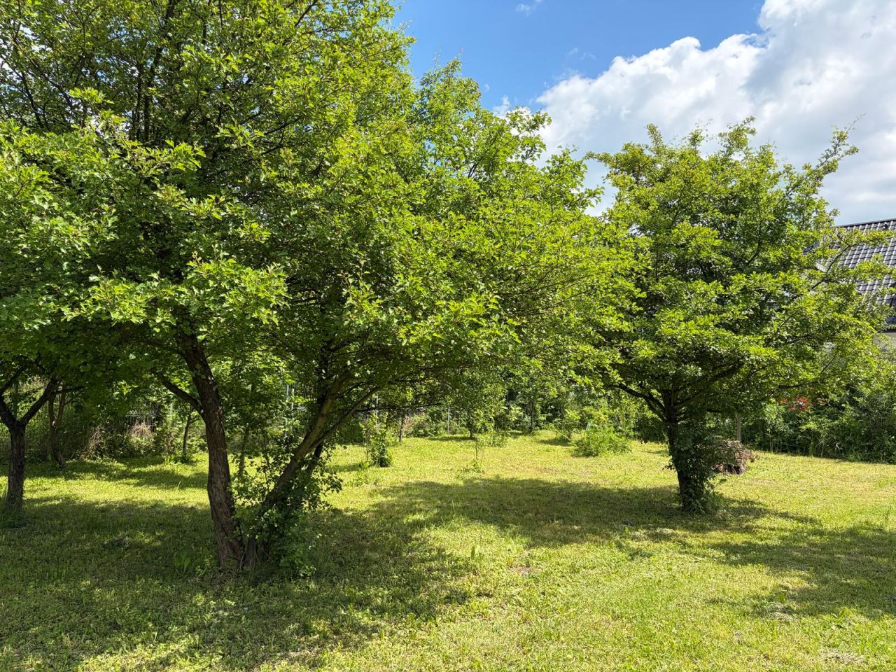 Działka budowlana Mędłów, ul. Czereśniowa. Zdjęcie 9