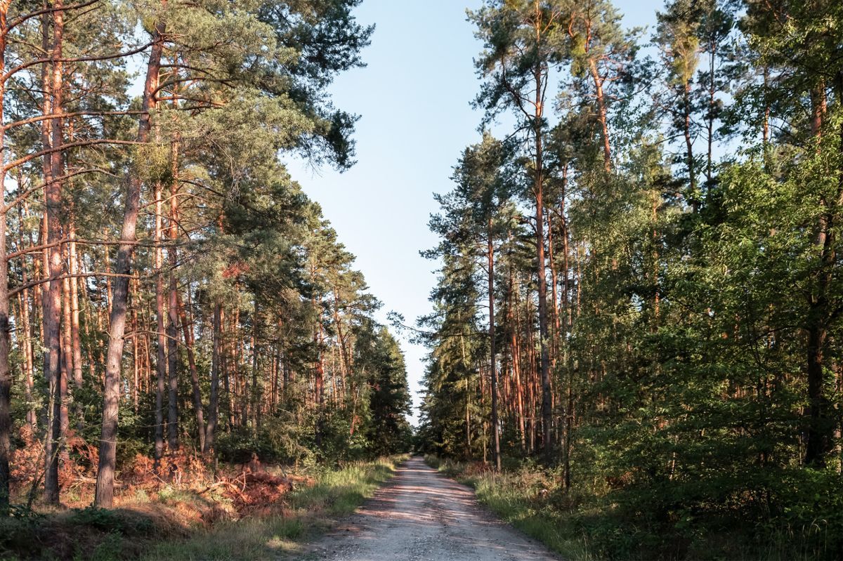 dom wolnostojący, 4 pokoje Brzezinki. Zdjęcie 13