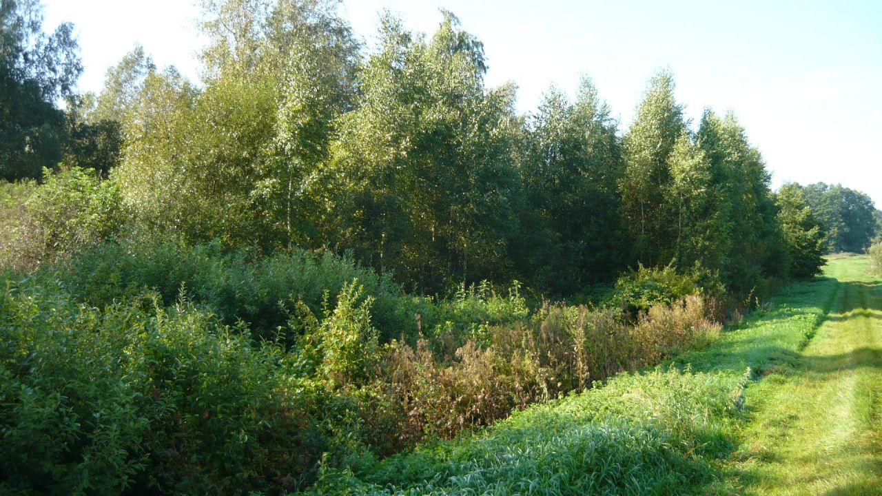 Działka rolna Sokolany. Zdjęcie 8