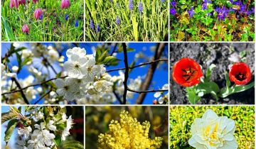 Działka rod Krotoszyn