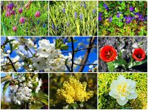 Działka rod Krotoszyn. Zdjęcie 1