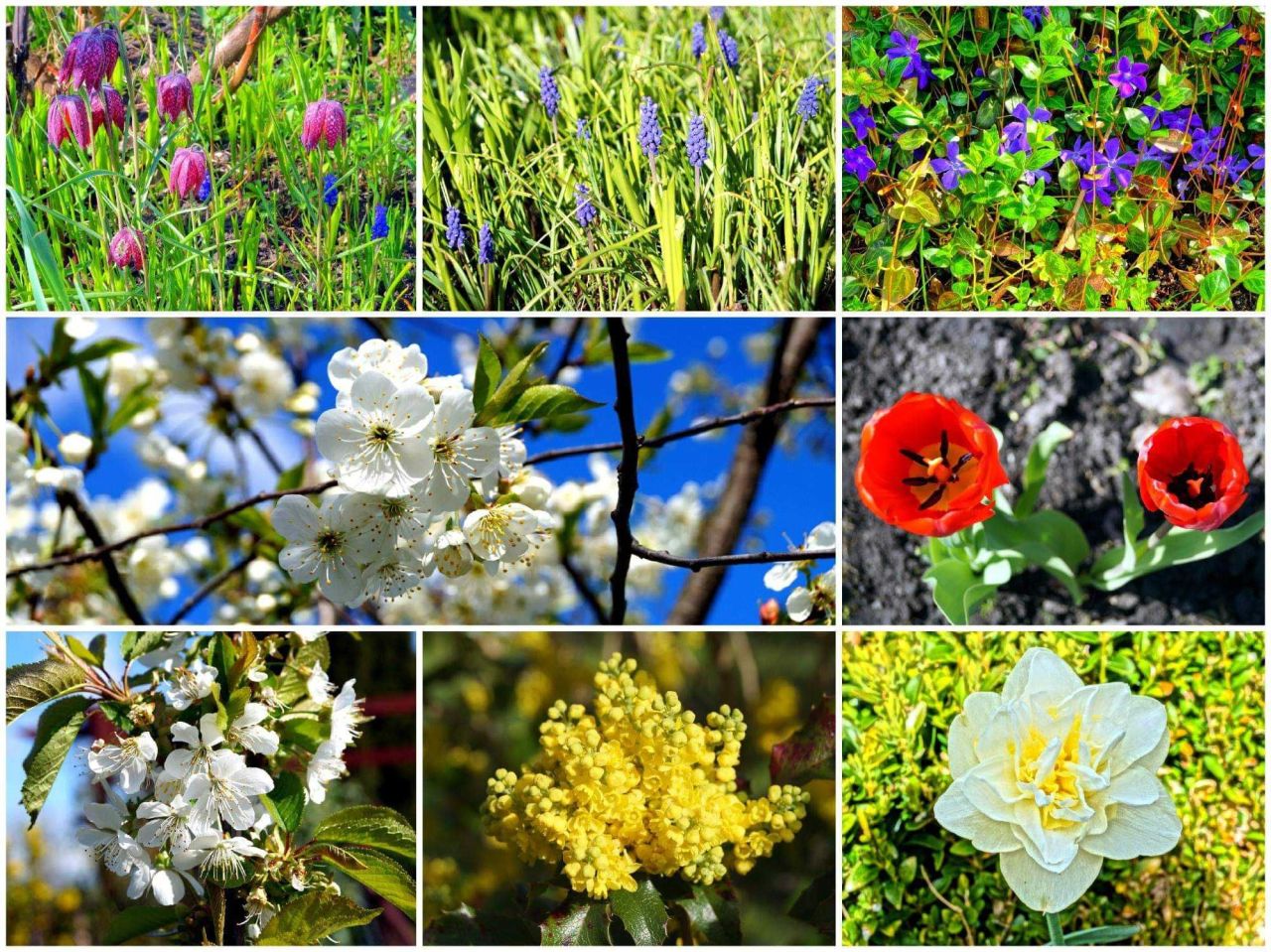 Działka rod Krotoszyn. Zdjęcie 2