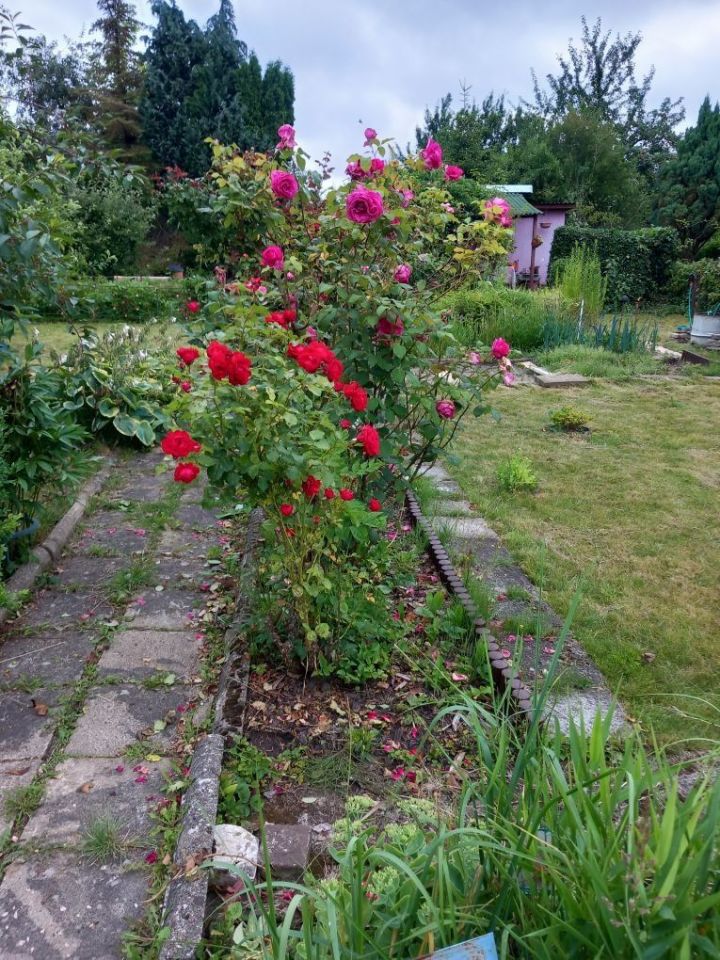 Działka rod Słupsk, ul. Jana Sobieskiego