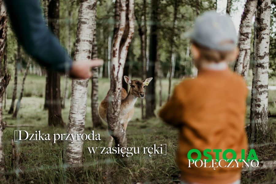 Działka budowlana Połęczyno. Zdjęcie 6