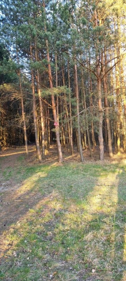 Działka leśna Ostrowy nad Okszą. Zdjęcie 4