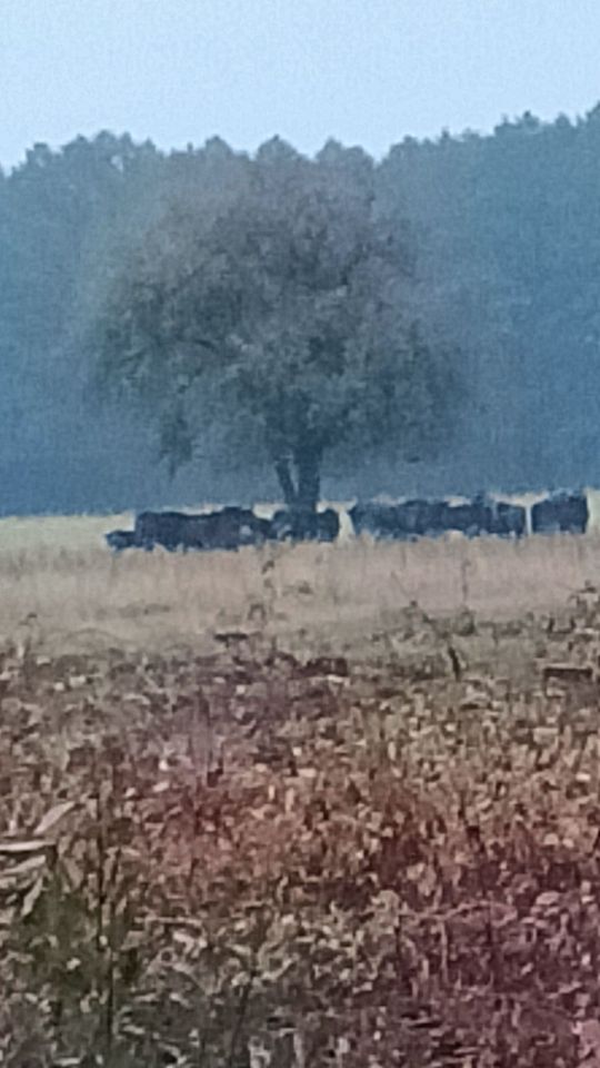 Działka leśna Werstok. Zdjęcie 2