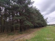 Działka leśna Miłosław. Zdjęcie 4