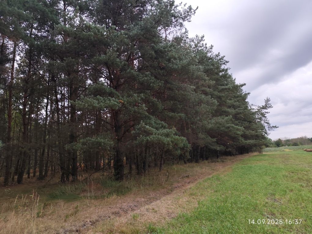 Działka leśna Miłosław. Zdjęcie 5