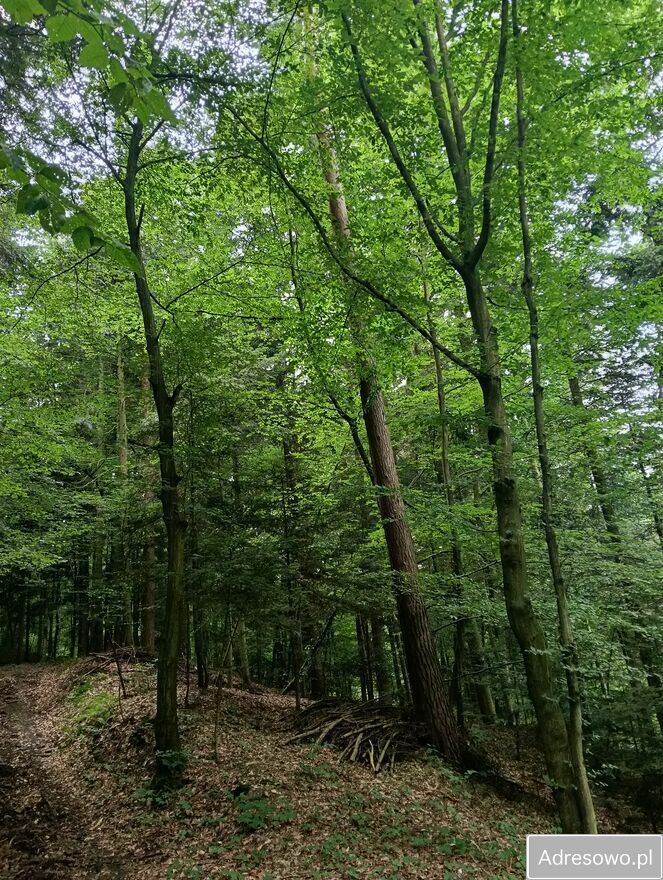 Działka leśna Lubaszowa. Zdjęcie 5