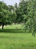 Działka budowlana Dąbrówka. Zdjęcie 3