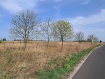 Działka rolno-budowlana Ujazd. Zdjęcie 4