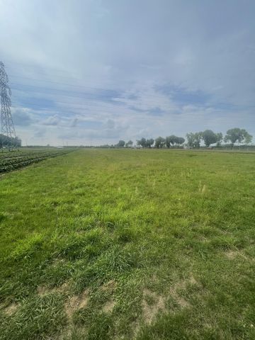 Działka inwestycyjna Dębe. Zdjęcie 1