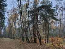 Działka leśna Dobków. Zdjęcie 4