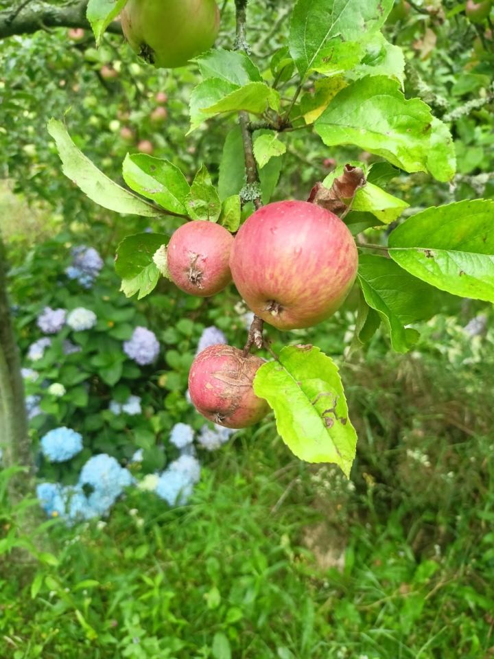 Działka rod Strzegom. Zdjęcie 3
