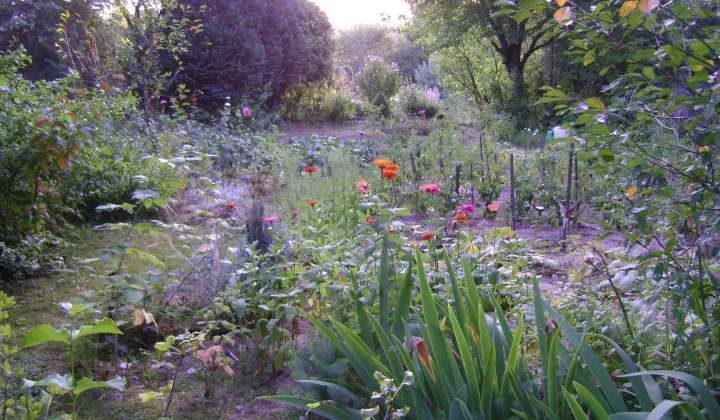 Działka rod Lublin Szerokie, ul. Nałęczowska