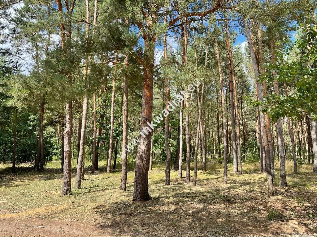 Działka rolna Borszyce. Zdjęcie 2