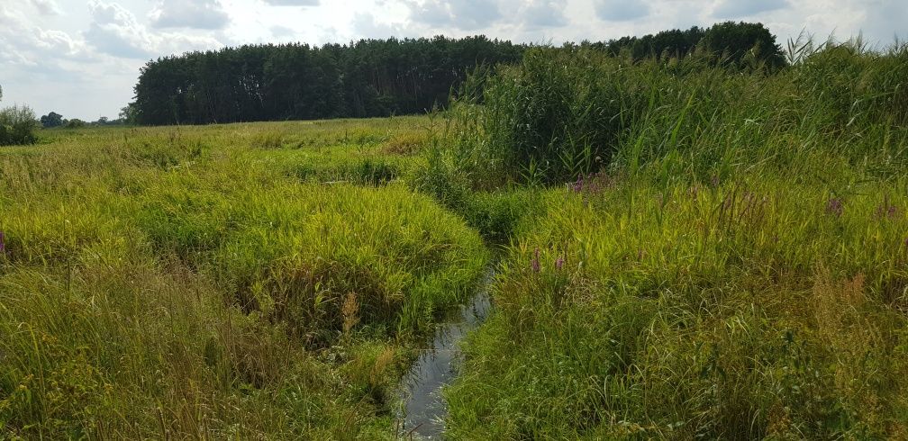 Działka rolna Kałuszyn. Zdjęcie 3