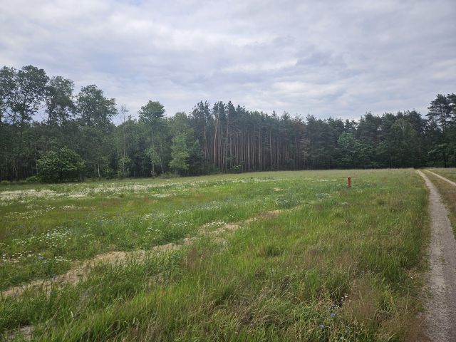 Działka rolna Wólka. Zdjęcie 3